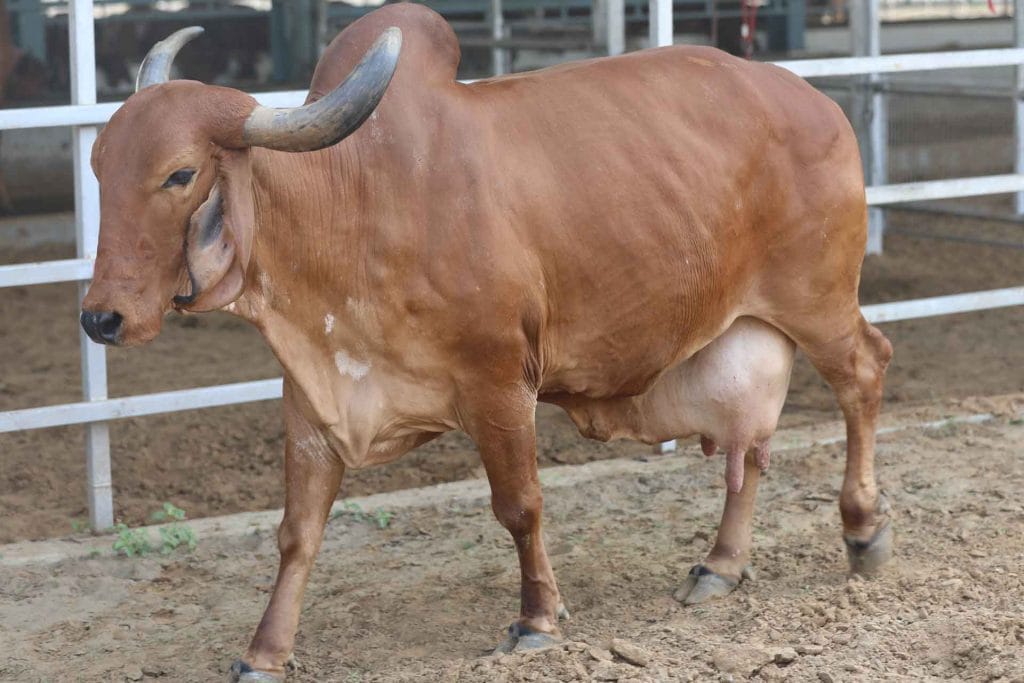 Gir Amritphal