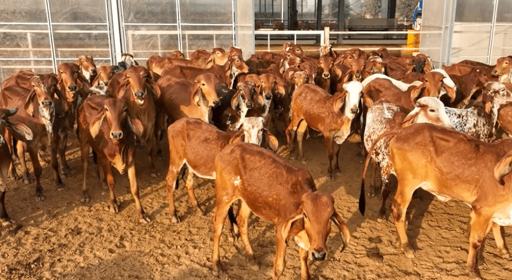 gir cow