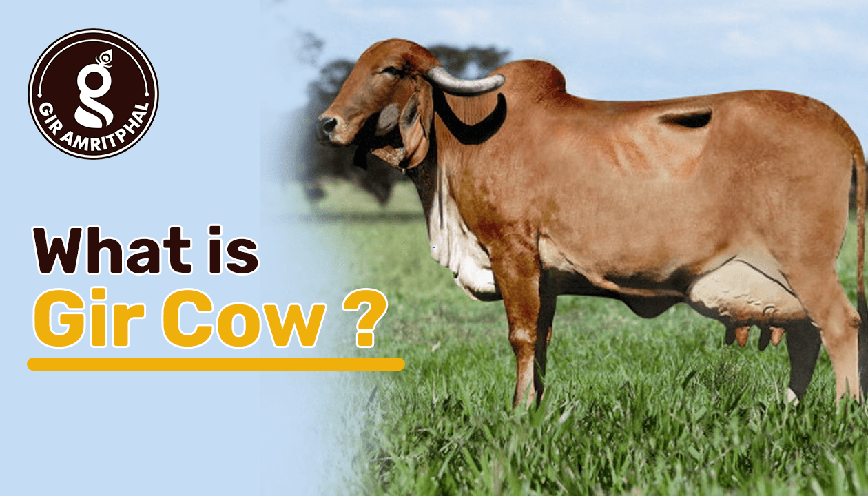 what is gir cow?