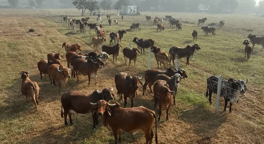 cows in open field