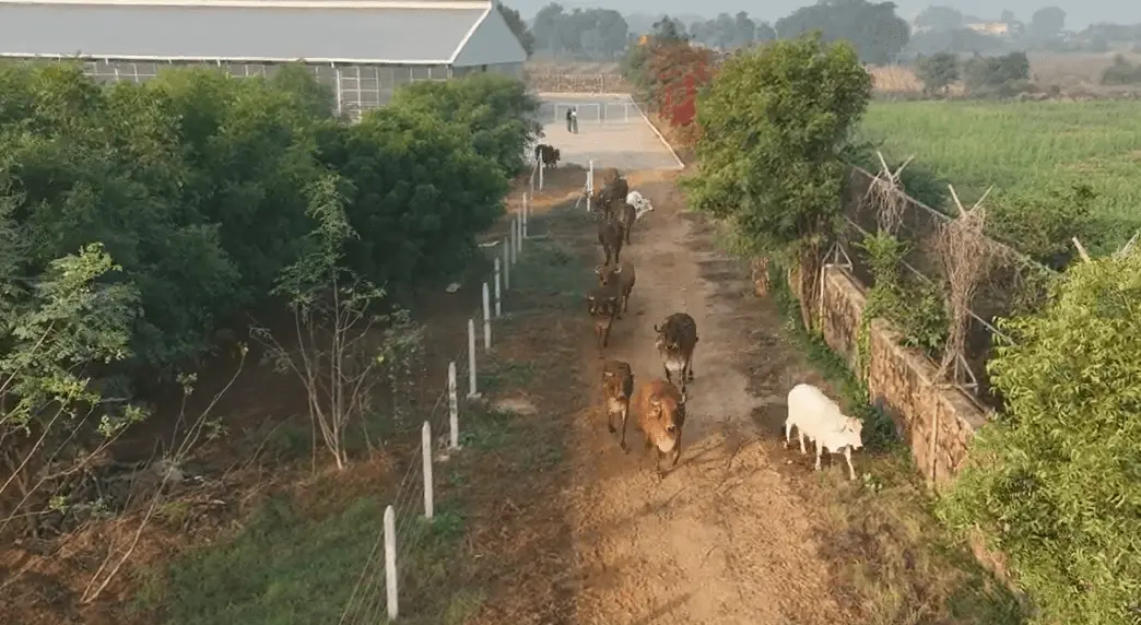 cows travelling between fields