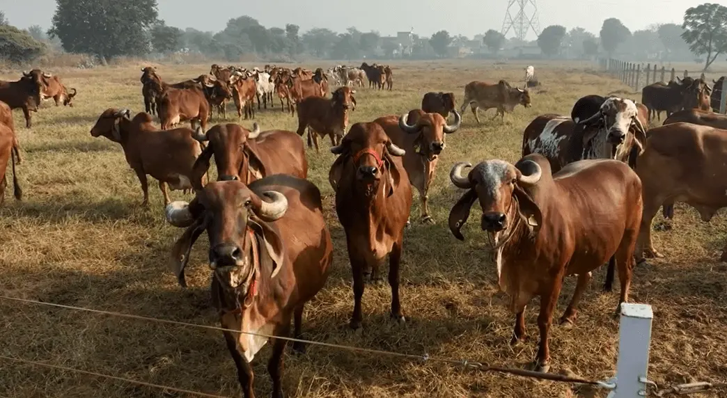 happy cows looking at remote camera