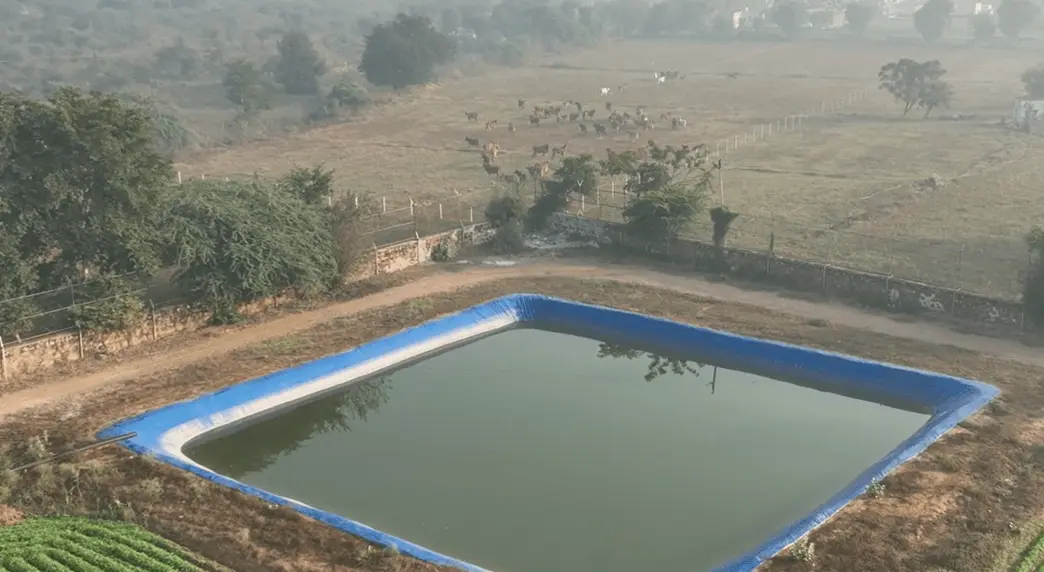 fresh water pool for cows